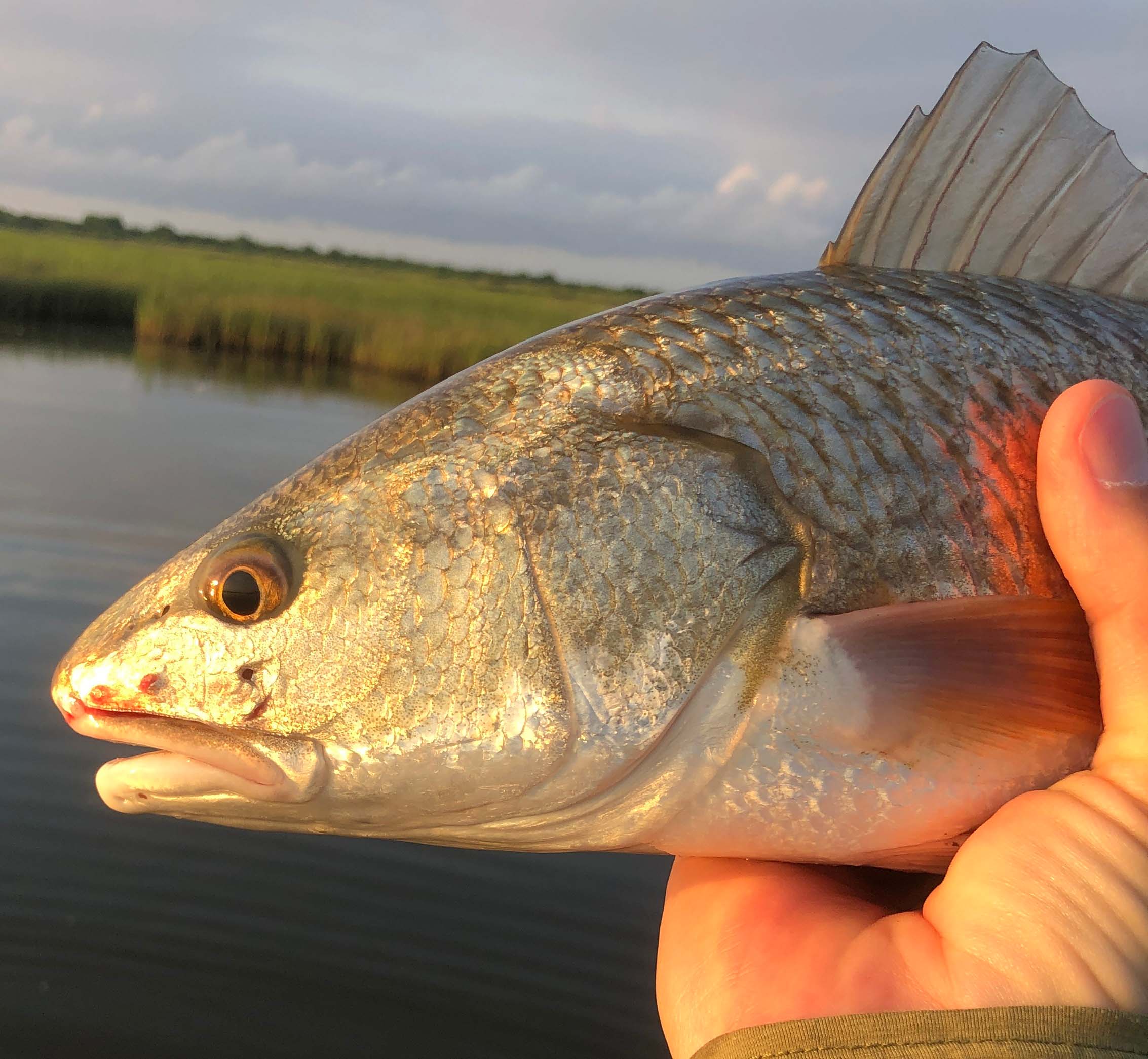 holding a redfish